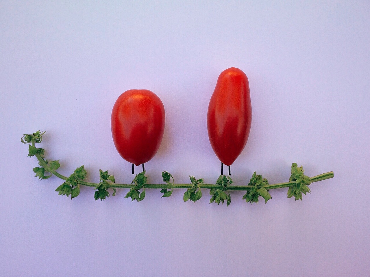 Grow Big, Juicy Tomatoes in Your Backyard